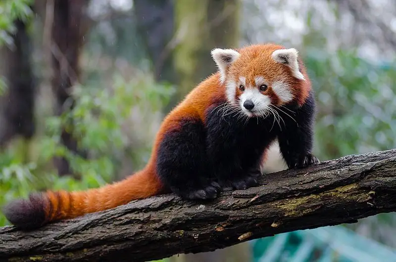 Red Panda Names