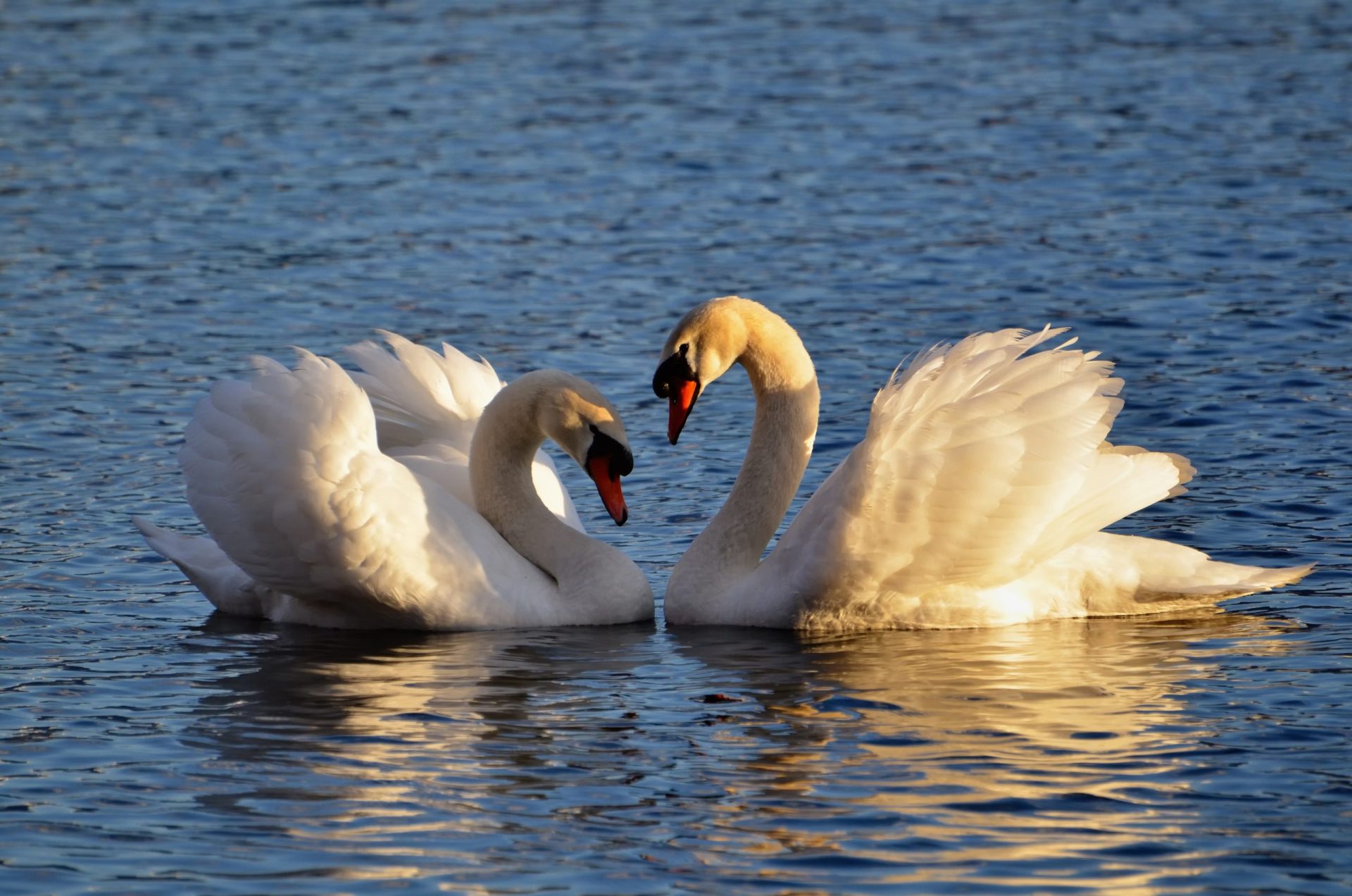 Swan Names