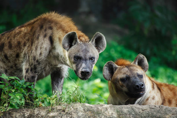 Hyena Names 