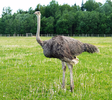 Ostrich Names