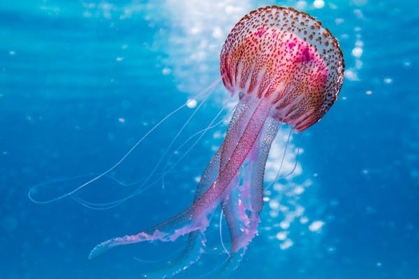 Jellyfish Names