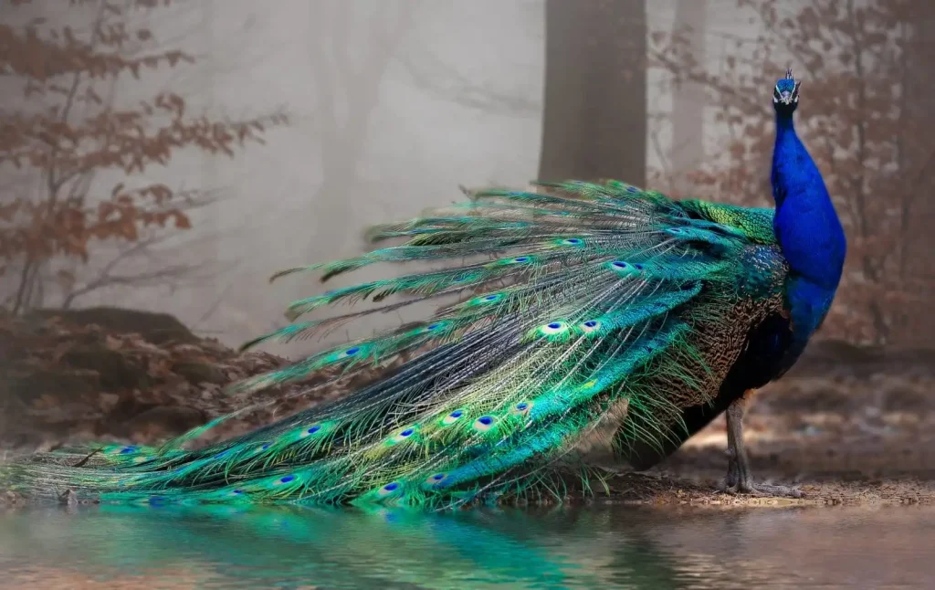 Peacock Names