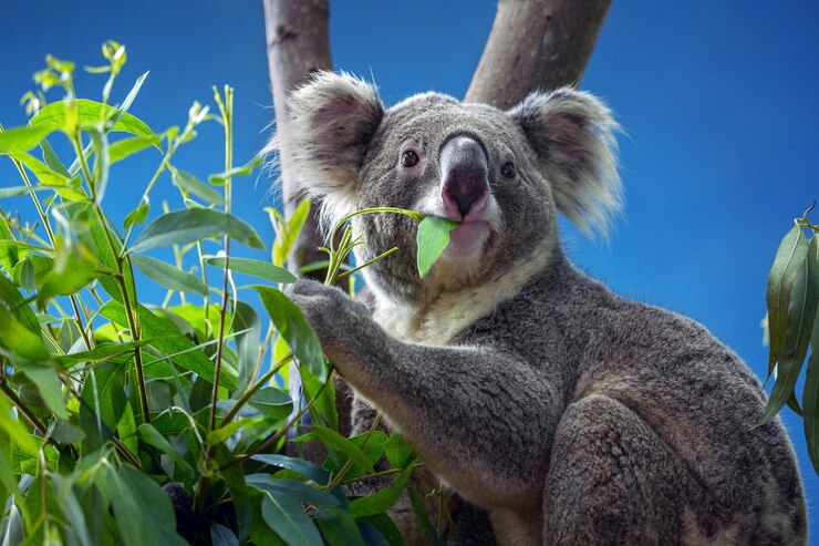 Koala Names
