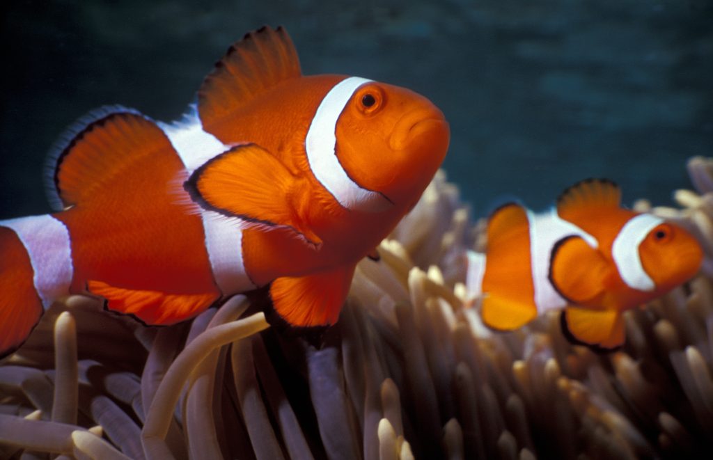 Clownfish Names