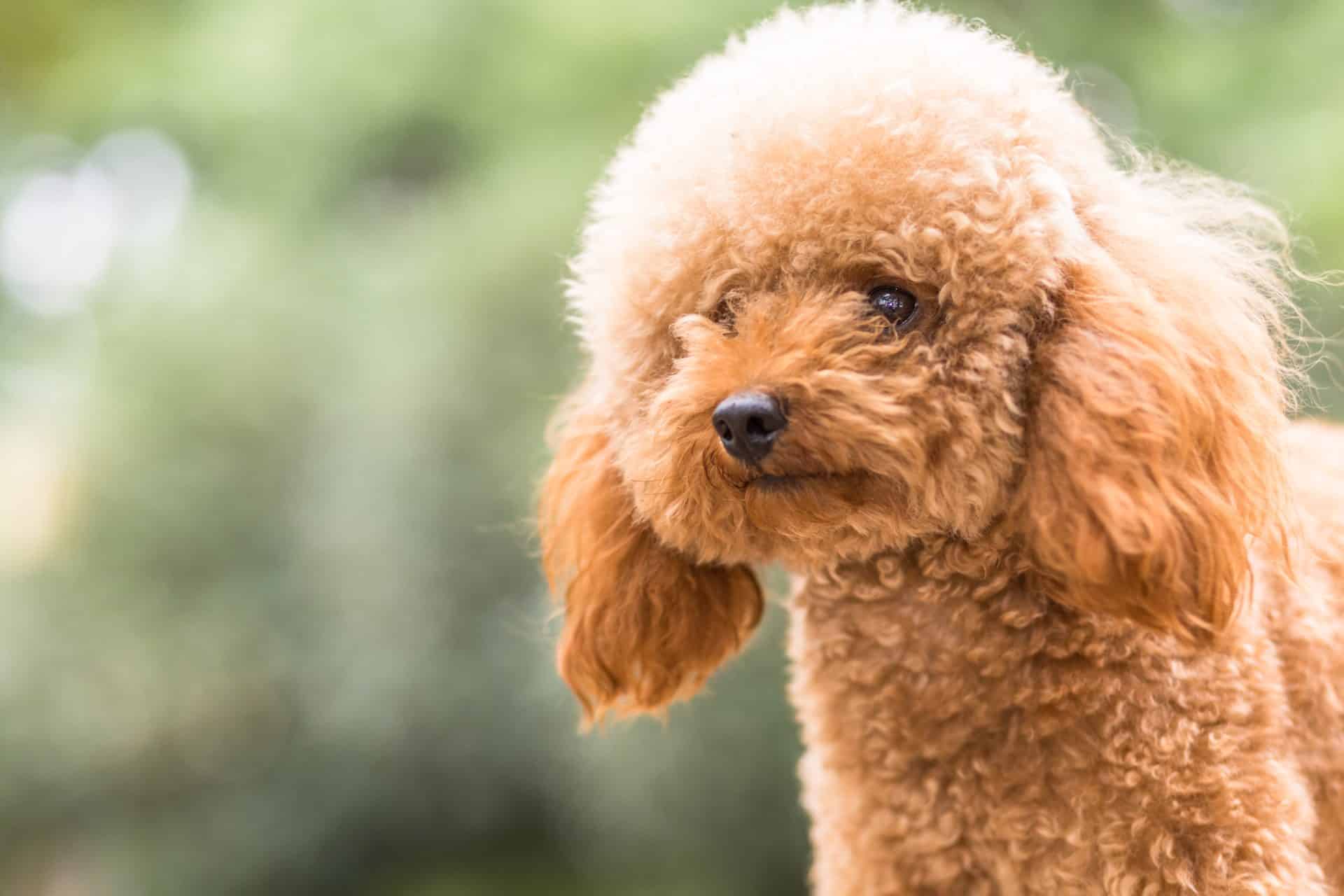 Teacup Poodle Names