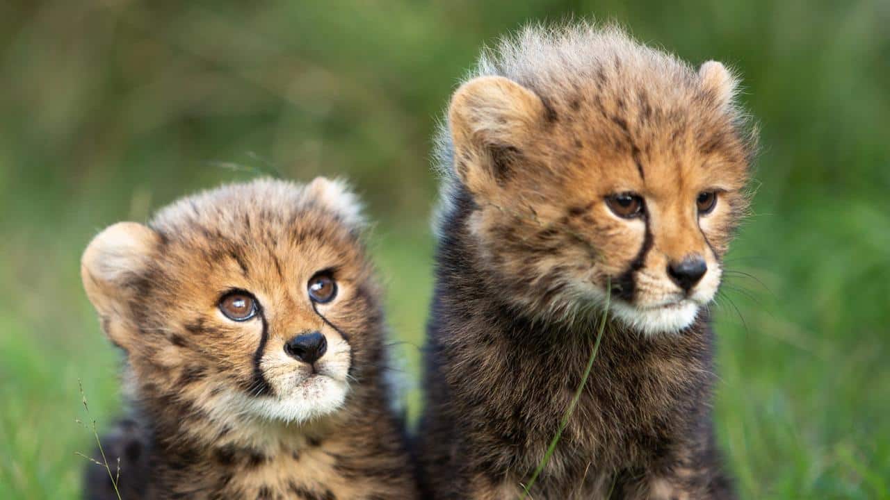 Cheetah Cub