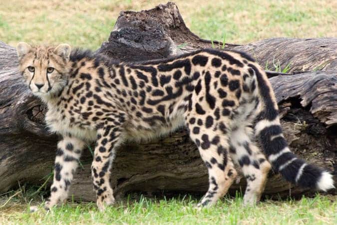 black cheetah