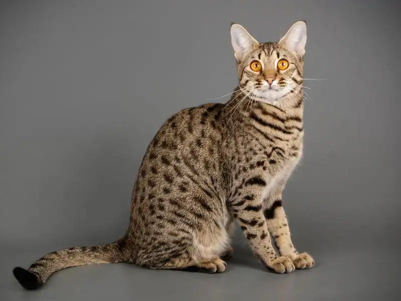 Savannah Cat