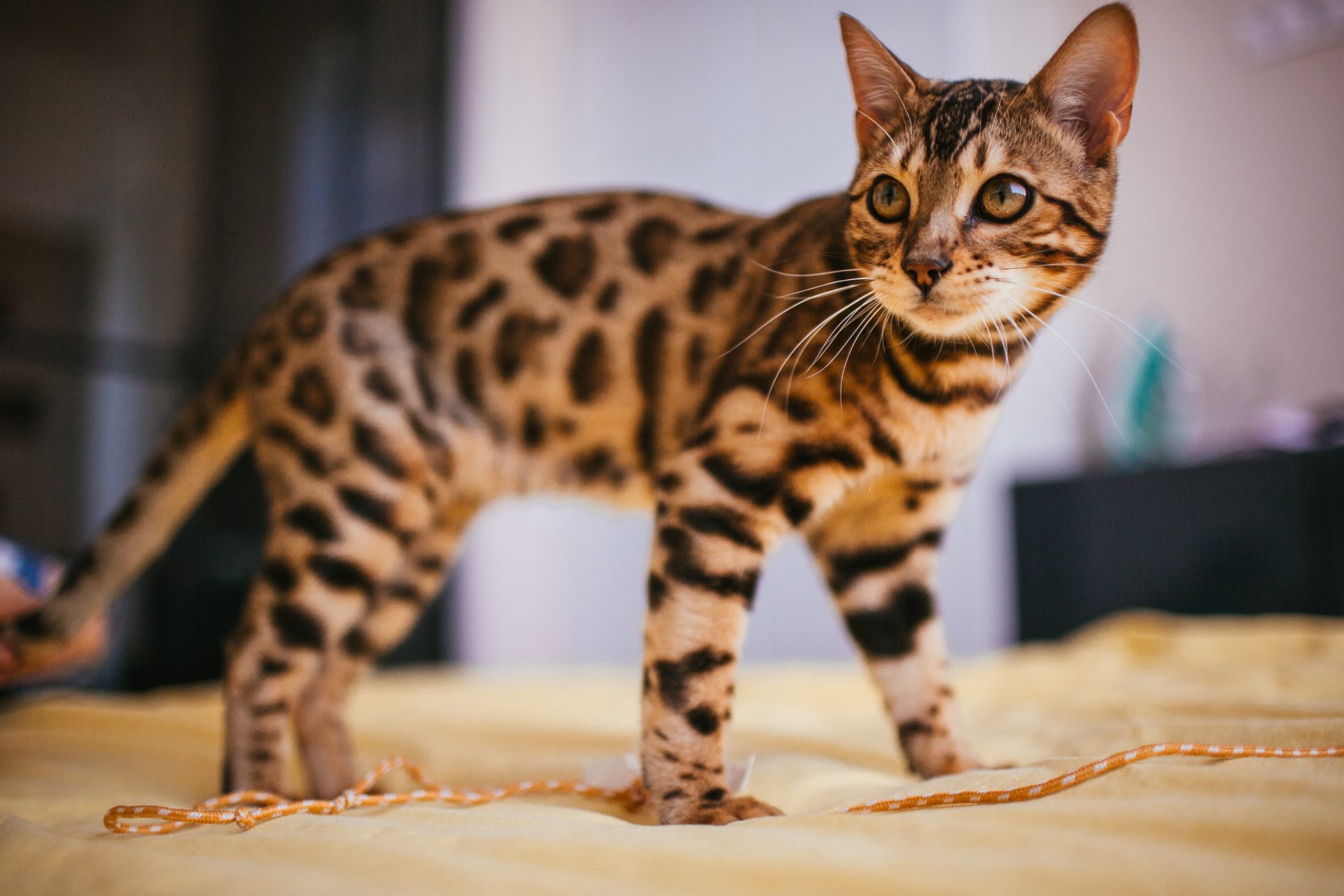 Savannah Cat