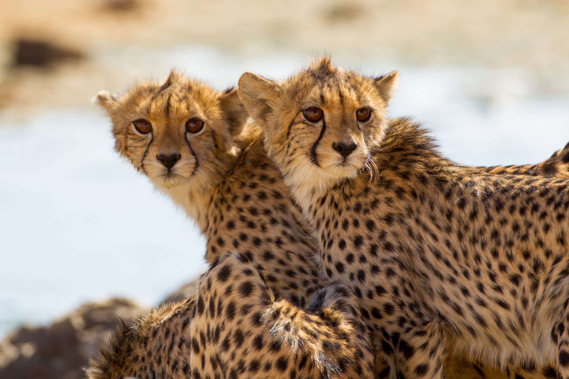 Cheetah Conservation